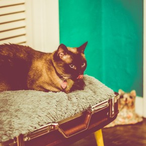 A Cozy Cot for a Furry&nbsp;Friend