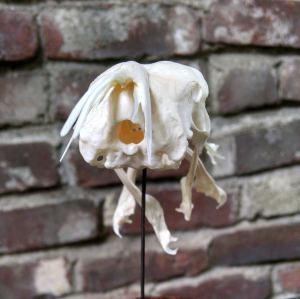 11235196_10206537043575806_632586152_o