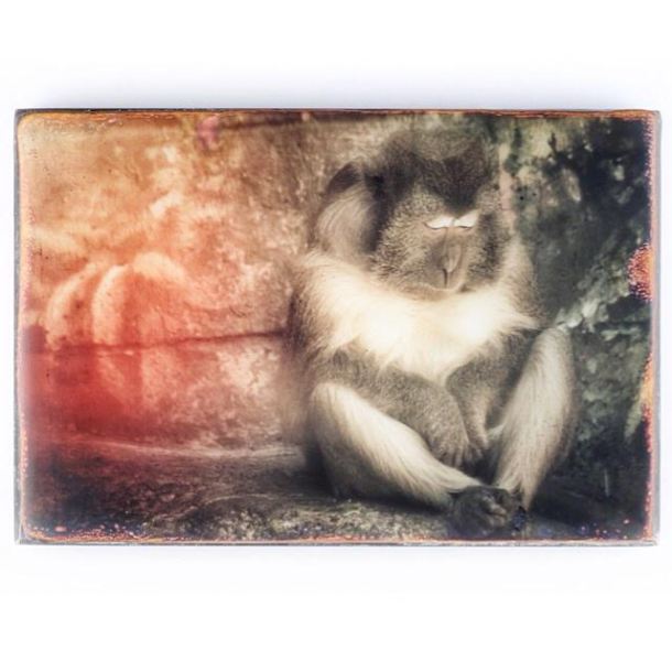 Darwin by Robin Eagan. Photo provided by the artist. 