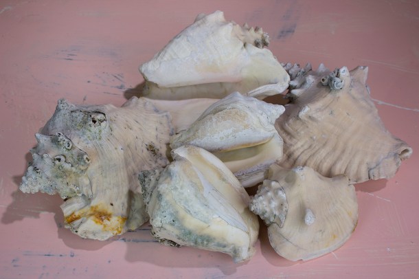 Conch Shells, Photograph by Alyssa Lempesis, November 2016 