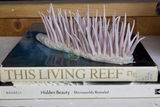 This Living Reef, Written by Douglas Faulkner and Hidden Beauty: Microworlds Revealed, Written by France Bourely, Photograph by Alyssa Lempesis, November 2016 